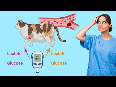 Diagnosing Thromboembolism in Cats: Simple Tools That Work