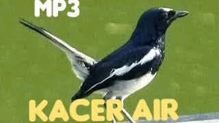 Download lagu Mp3 suara pikat kacer air gacor cocok untuk di jadikan masteran mp3