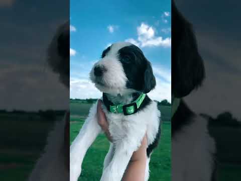 Puppies Pick Their Collars tiktok wildaussiepups
