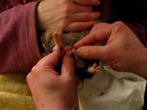 comment nettoyer anus