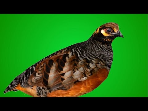 El mito de Perdix | Dédalo y Talos | Mitología Griega