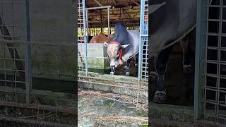 Download lagu Gigantic dwarf miniature grey bull steps out of the barn like a true farm superstar 💥 mp3 Download lagu Gigantic dwarf miniature grey bull steps out of the barn like a true farm superstar 💥 mp3