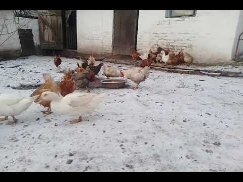 cst dacklings and chickens