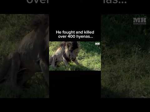 The Real Lion King 👑🦁 #lion #lionking #king #nature