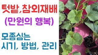 참외재배/ 모종심는 시기, 방법, 관리???? 만원의 행복 ???? 