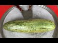 Giant Cucumber Cucumber Ice Cream Rolls Thai Ice Cream