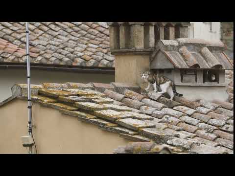 stray cat walking on the roof