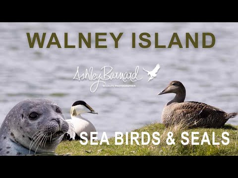 Have You Seen the Wildlife of Walney Island? Witness the Wonders Now!