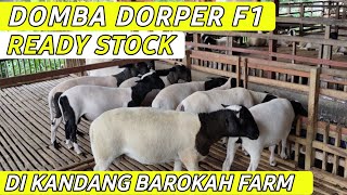 Download lagu Dorper F1 Sheep Stock at Barokah Farm Kediri | How to Raise Dorper Sheep mp3