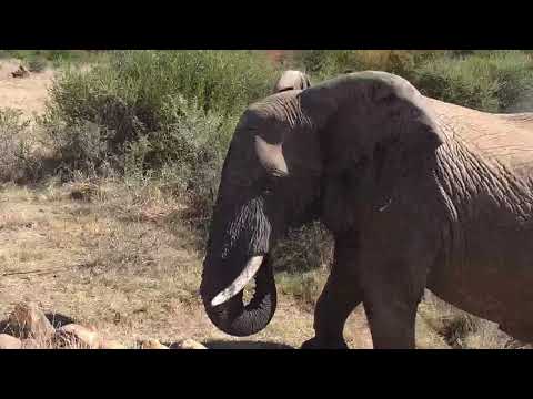 Kwa: Lone Elephant bull - 06/08/19