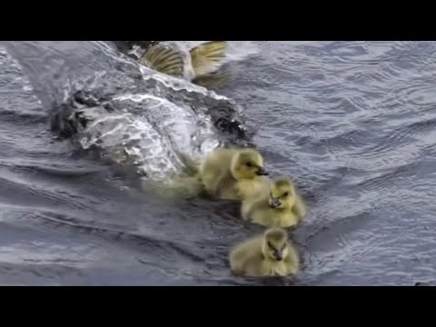 Pike Attacking Ducks Compilations!