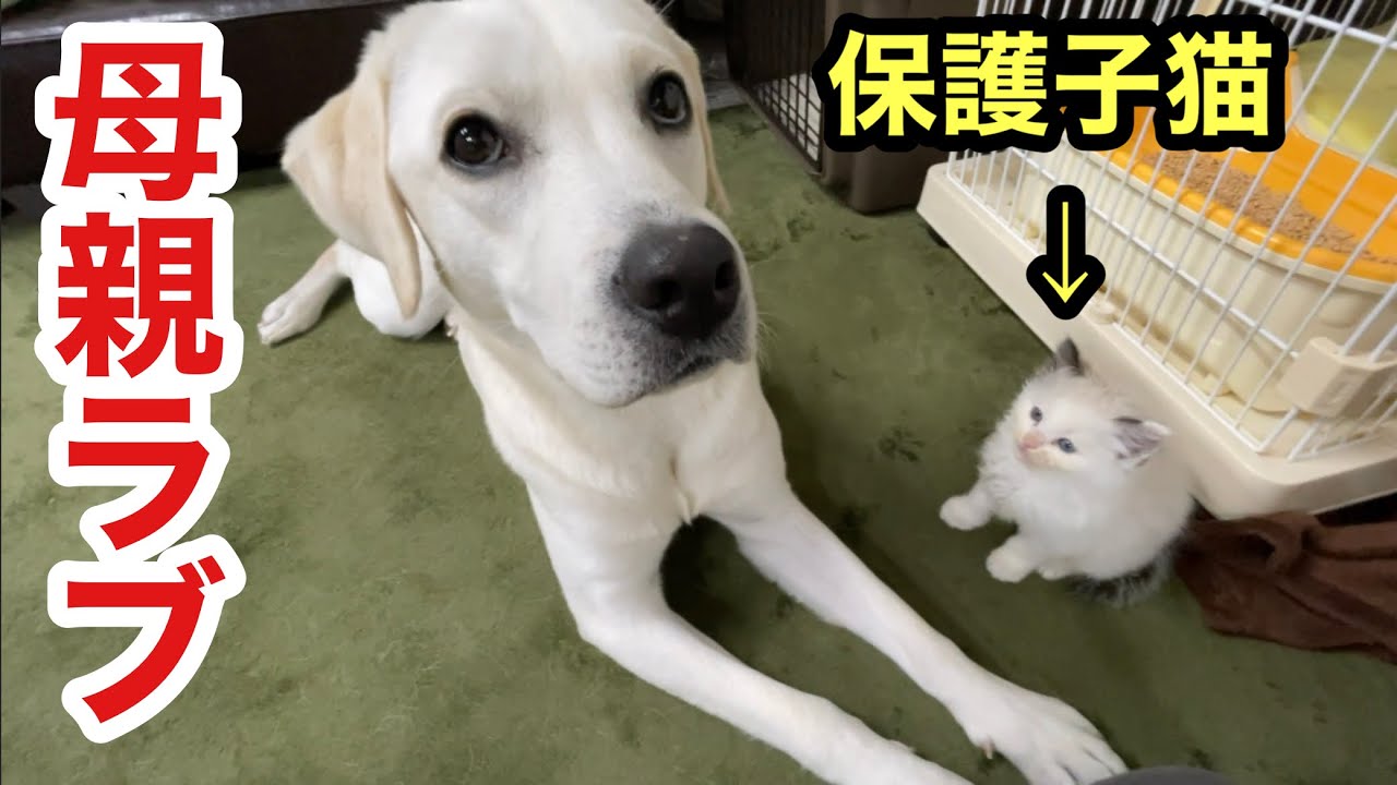 母親ラブラドールの真似をする保護子猫