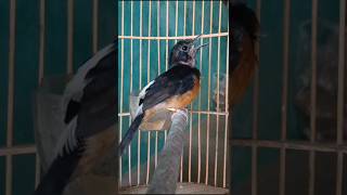 Download lagu Murai trotol gacor perangsang cepat ngeplong trotolan#pancinganmuraitrotol#Shorys mp3 Download lagu Murai trotol gacor perangsang cepat ngeplong trotolan#pancinganmuraitrotol#Shorys mp3