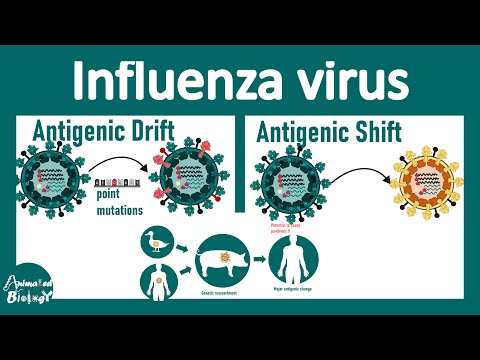 Influenza Virus: Antigenic Drift and Shift Explained with animation
