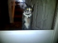 HEY AFV CHECK THIS OUT