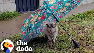 Cat Had Been Living With A Bone Stuck In His Mouth | The Dodo