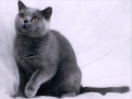 Tosca - Naschkatze [J.A.C]