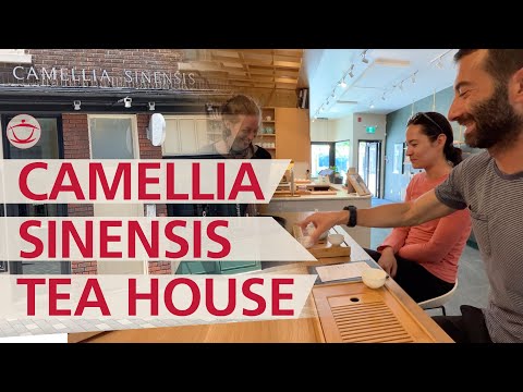 Visitando Camellia Sinensis: casa de chá pioneira em Montreal, Canadá.