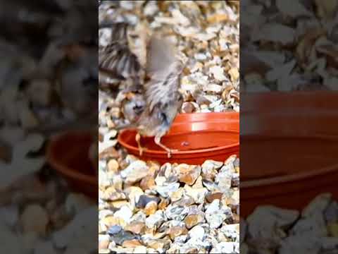 Sparrow Takeoff Super Slow Motion
