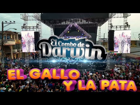 El Gallo con la Pata El Combo de Darwin Video HD