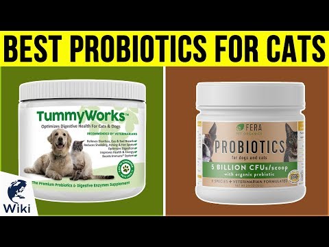 10 Best Probiotics For Cats 2019