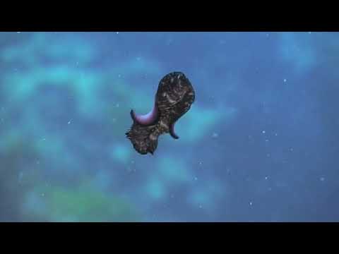 Flatworms (platyhelminthes): The First Hunter #TheShapeOfLife