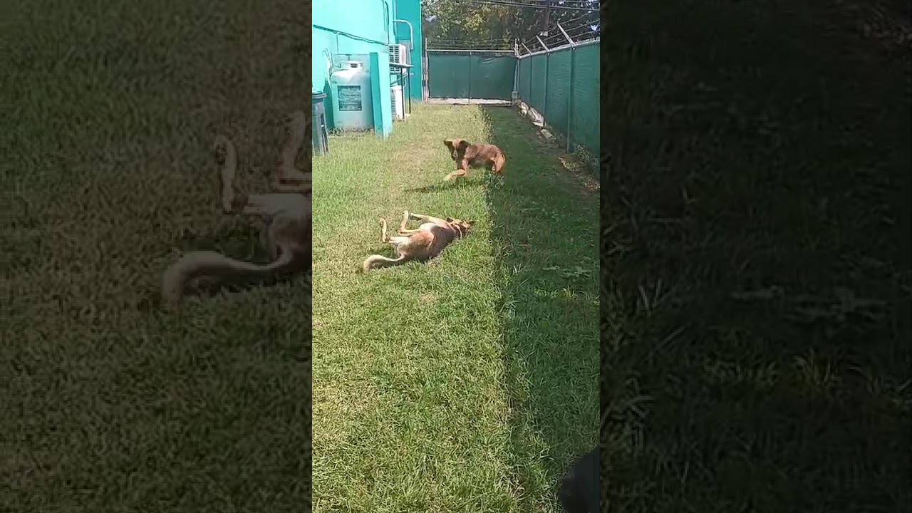 Enlarge Bandit, a ADOPTABLE mixed breed in Milwaukie, OR video 6/6