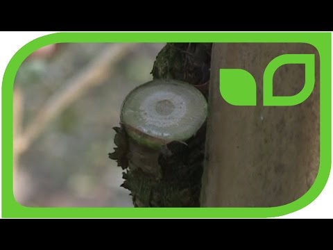Wie schneidet man Johannisbeerstämmchen?