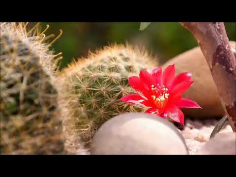 Mammilaria cactus flower time lapse clip