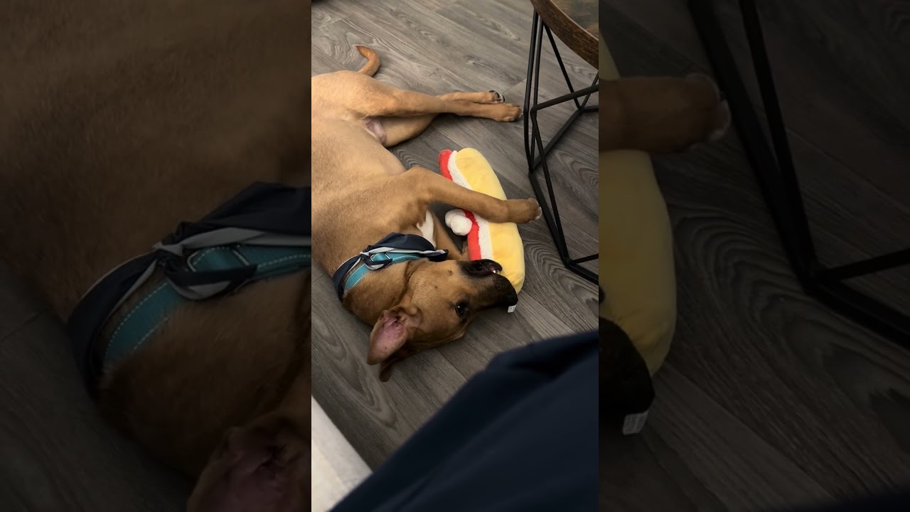 Lucca, a Adoptable mixed breed in San Diego, CA video 6/6
