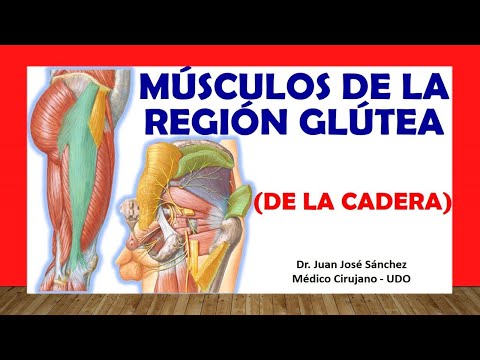 🥇 MUSCLES OF THE GLUTEAL REGION. (HIP). Easy, Quick and Simple