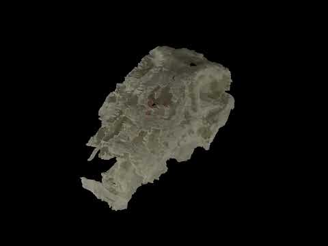 3億1900万年前の魚の化石が脊椎動物の脳進化を明らかにする