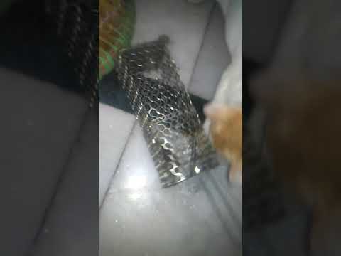 My kitten try to caugh the rat from cage