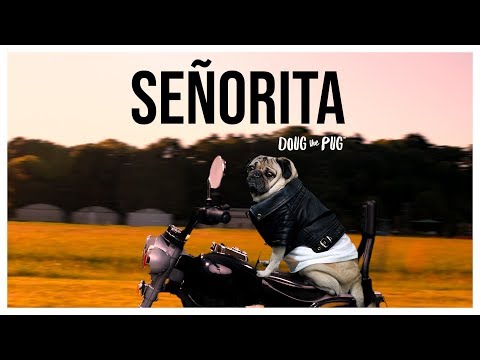 Señorita - Doug The Pug