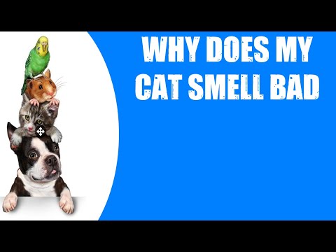 WHY DOES MY CAT SMELL BAD