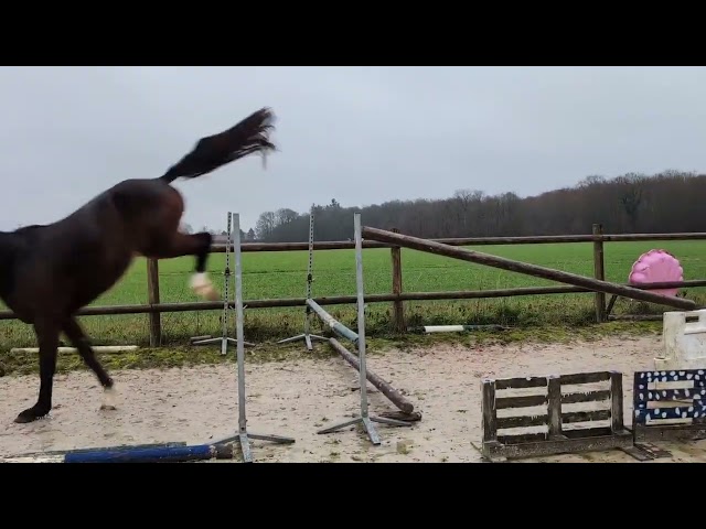 Jument 4 ans super mental 