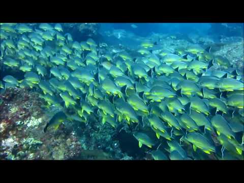 Diving Great Basses Reef - Sri Lanka