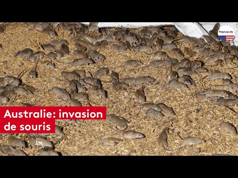 Australie : les fermiers envahis par des millions de souris