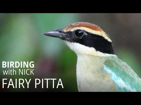 Pita maľovaná (Pitta nympha) — hlas a správanie v prírode