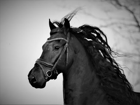 Stal Okkema's Zeyn - Wybren x Doaitsen - gelding - 1.65m - 2015