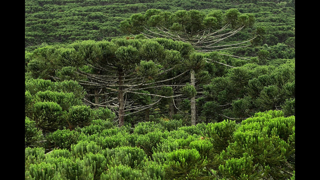 Araucária: pesquisa científica e conservação