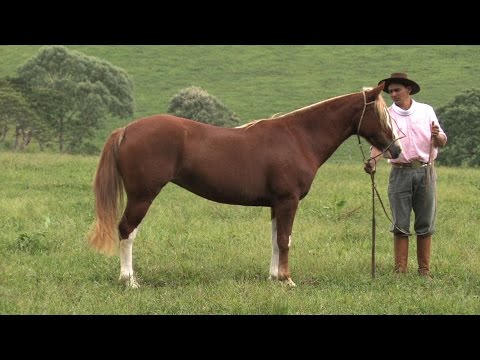 Lote 24 - Luana da Bela Aliança