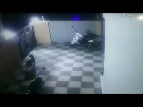 Pit bull x Onça Pintada.