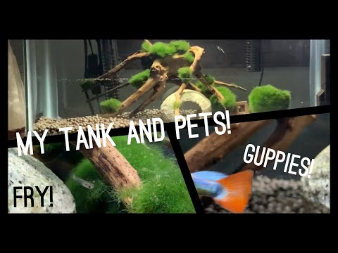 PET UPDATES- Fish Tank with Guppies, Hamster, Dog, and Cat