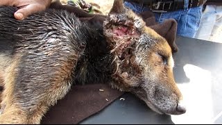 Collapsed dog rescued with life-threatening wounds makes amazing recovery