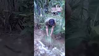 Download lagu ternyata kalau ada bunga sereh di bawahnya ada pusaka keris sapujagat #pusaka #kreatif #viral mp3