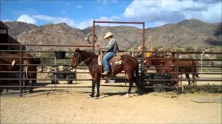 preview picture of video 'SOLD AQHA Truely Lena Hickory'