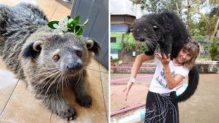 Binturong 🍿 It SMELLS Like Popcorn!