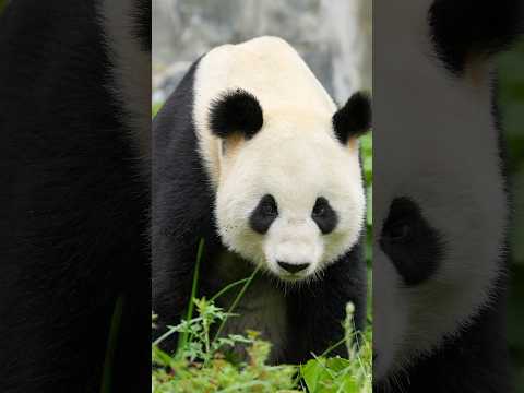 China's president sending two pandas to Atlanta