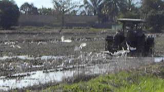 preview picture of video 'Burung Bangau Chasing For Free Food !!!'